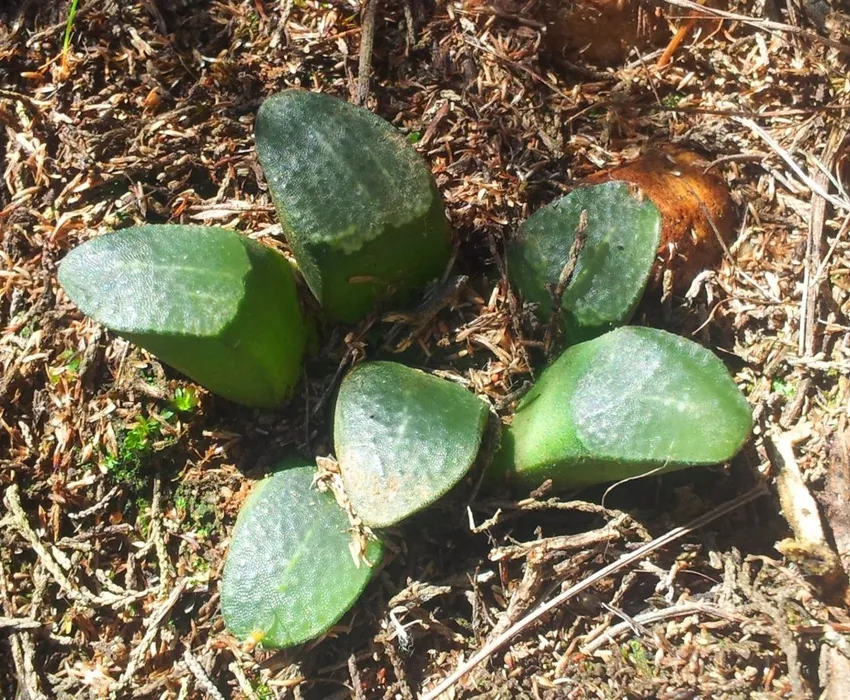 haworthia mutica plant showing characteristic features