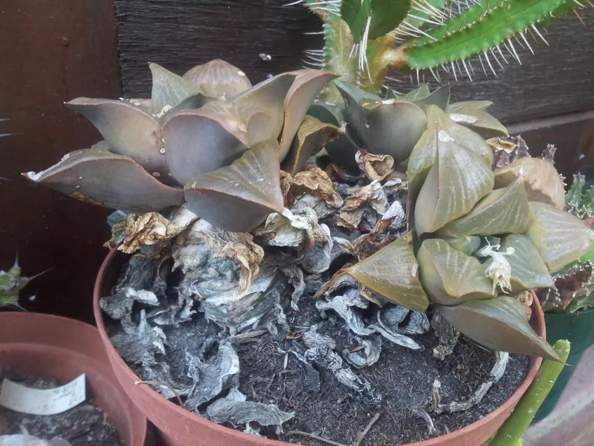 haworthia mutica plant showing characteristic features