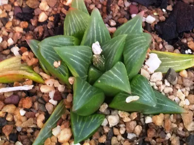 thumbnail haworthia mutica