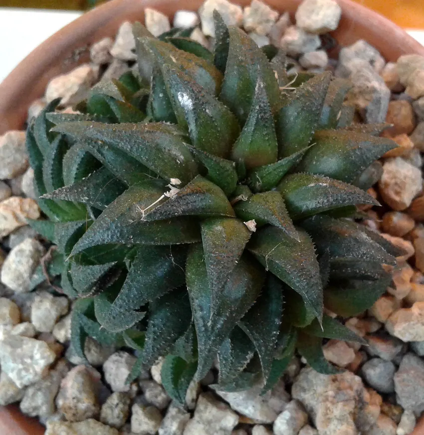haworthia parksiana plant showing characteristic features