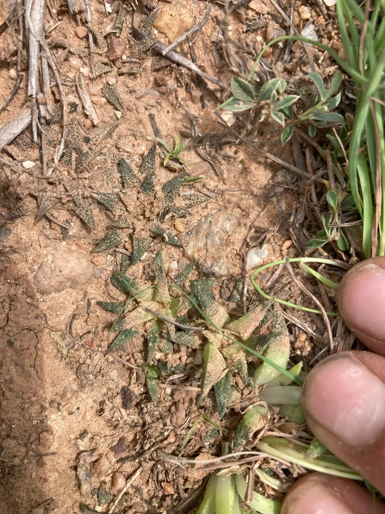 haworthia parksiana plant showing characteristic features