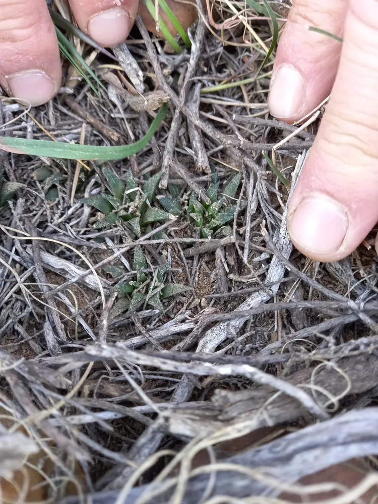 haworthia parksiana plant showing characteristic features