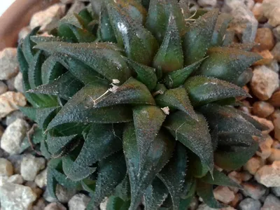 thumbnail haworthia parksiana