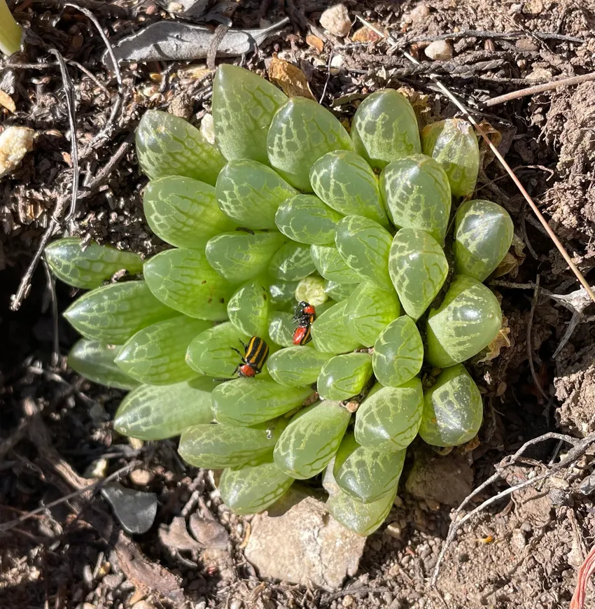 haworthia planifolia plant showing characteristic features