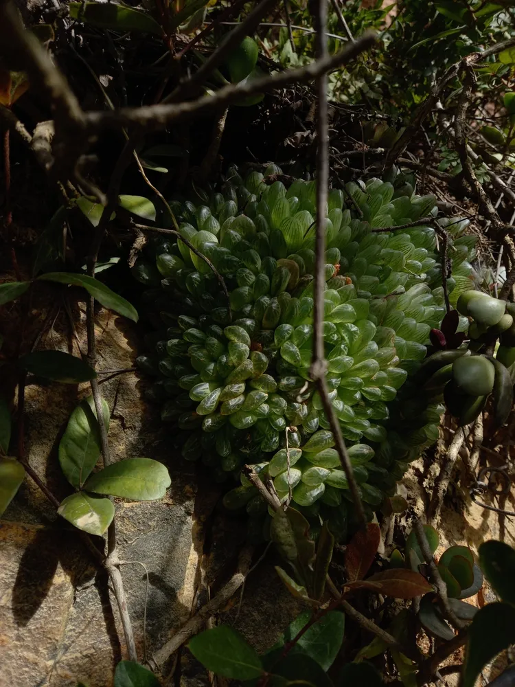 haworthia planifolia plant showing characteristic features