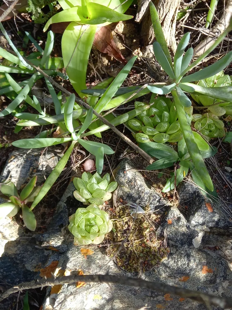 haworthia planifolia plant showing characteristic features