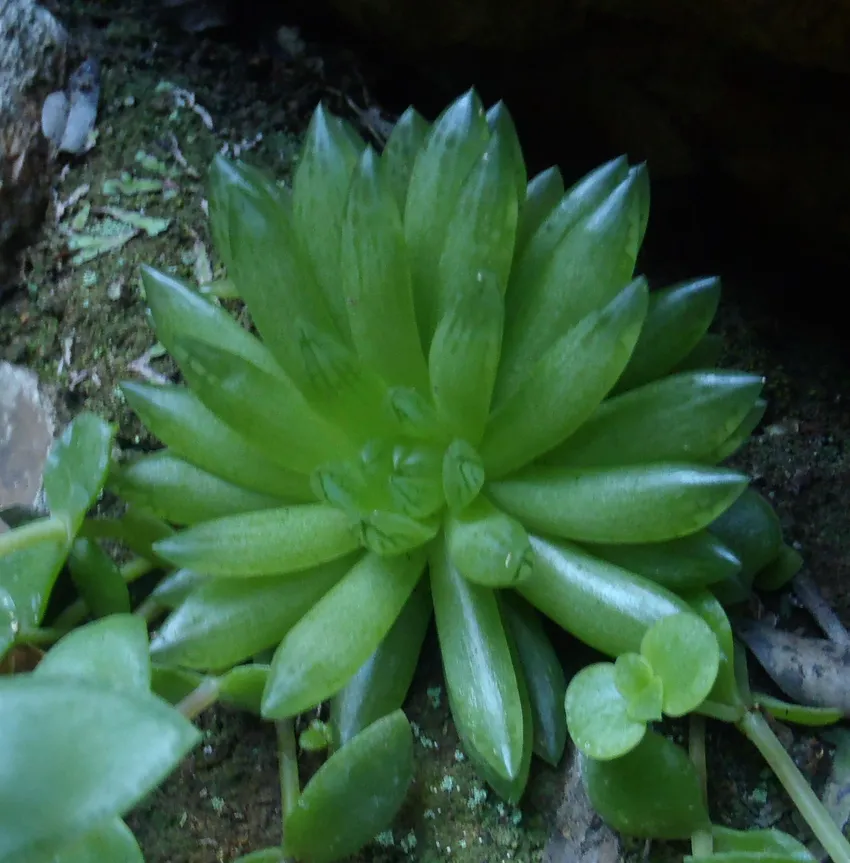 haworthia planifolia plant showing characteristic features
