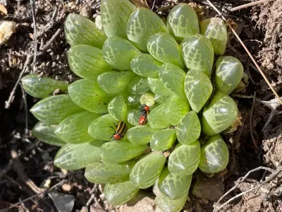 thumbnail haworthia planifolia