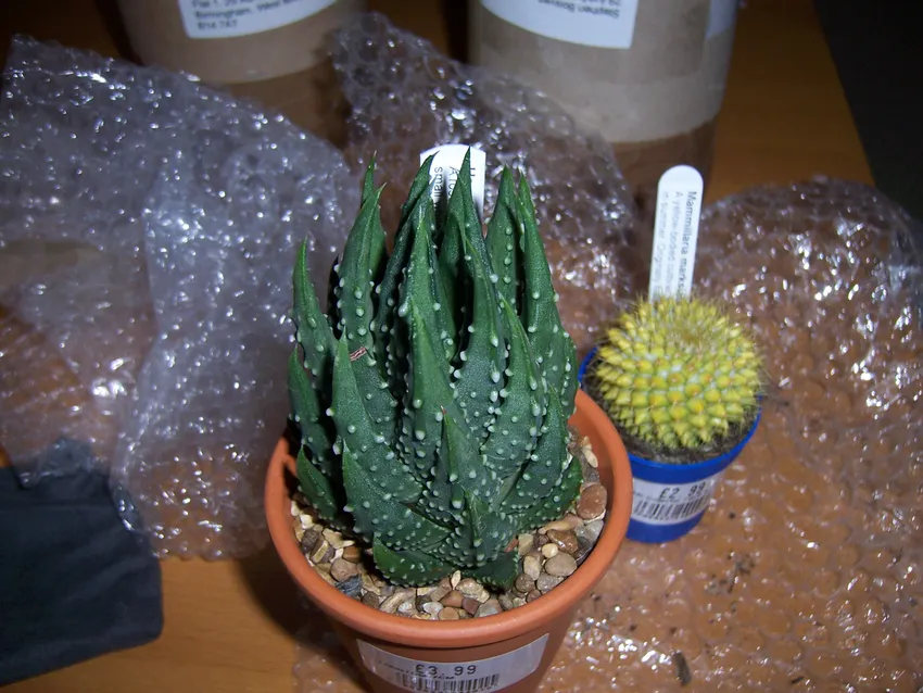 haworthia pumila plant showing characteristic features