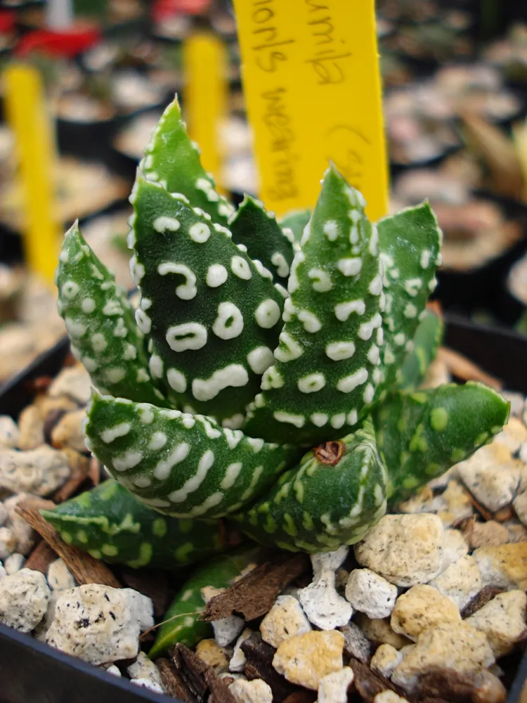 haworthia pumila plant showing characteristic features