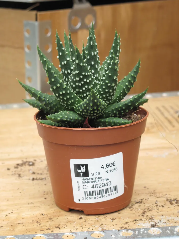 haworthia pumila plant showing characteristic features