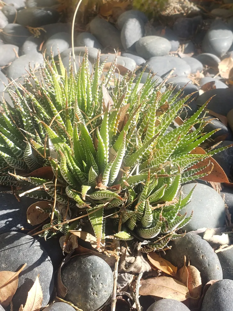haworthia pumila plant showing characteristic features