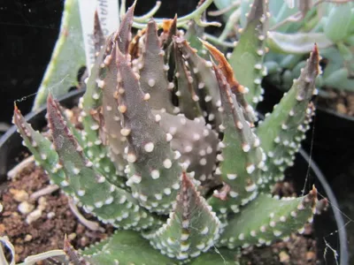 thumbnail haworthia pumila