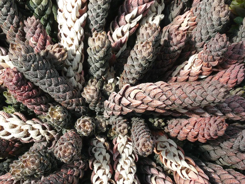haworthia reinwardtii plant showing characteristic features