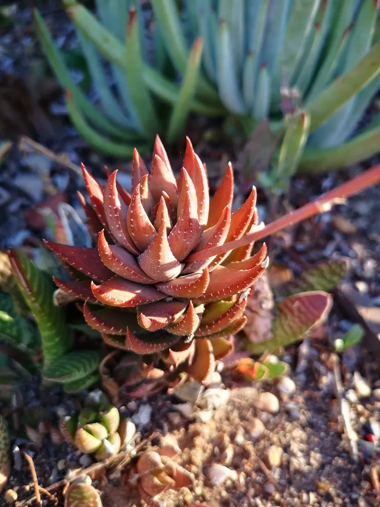 haworthia reinwardtii plant showing characteristic features