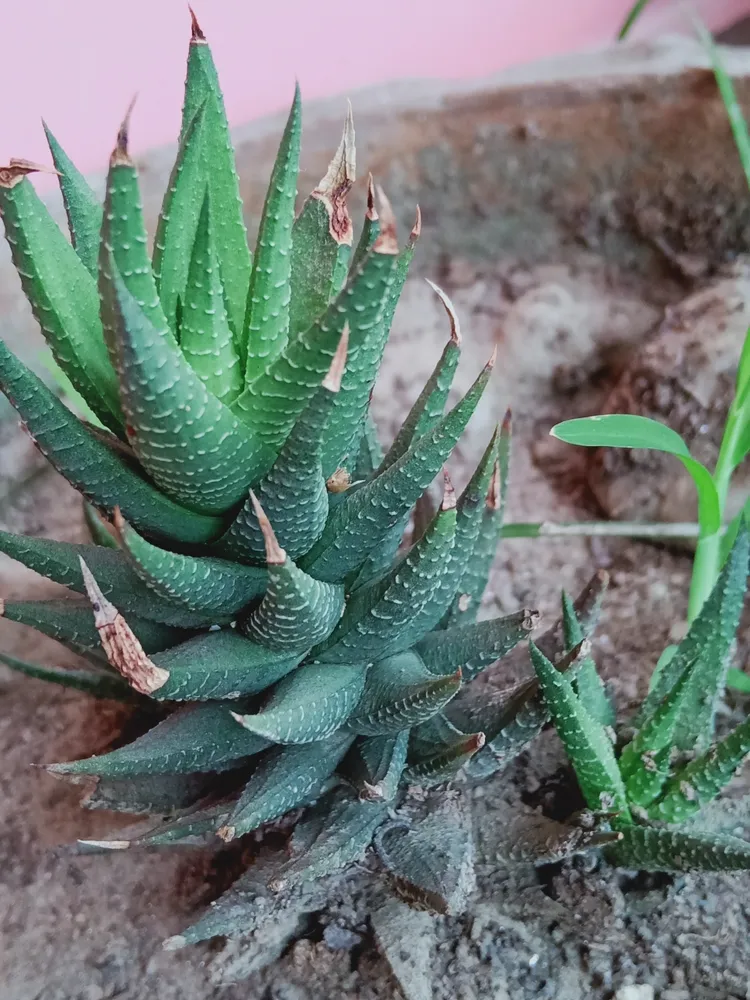 haworthia reinwardtii plant showing characteristic features