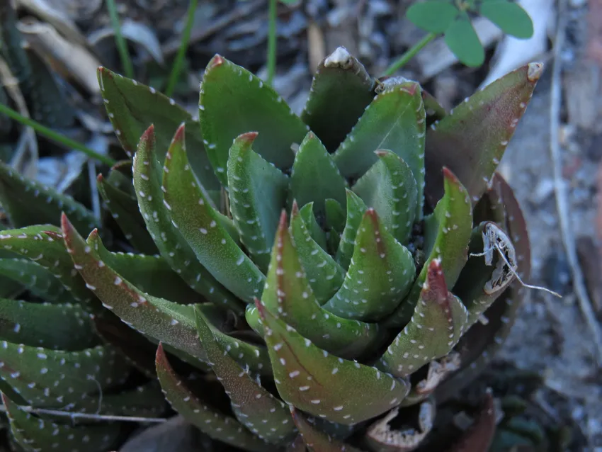 haworthia reinwardtii plant showing characteristic features