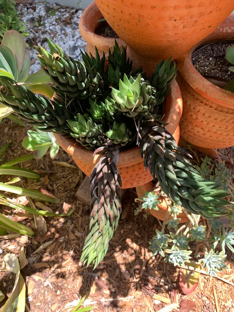haworthia reinwardtii plant showing characteristic features