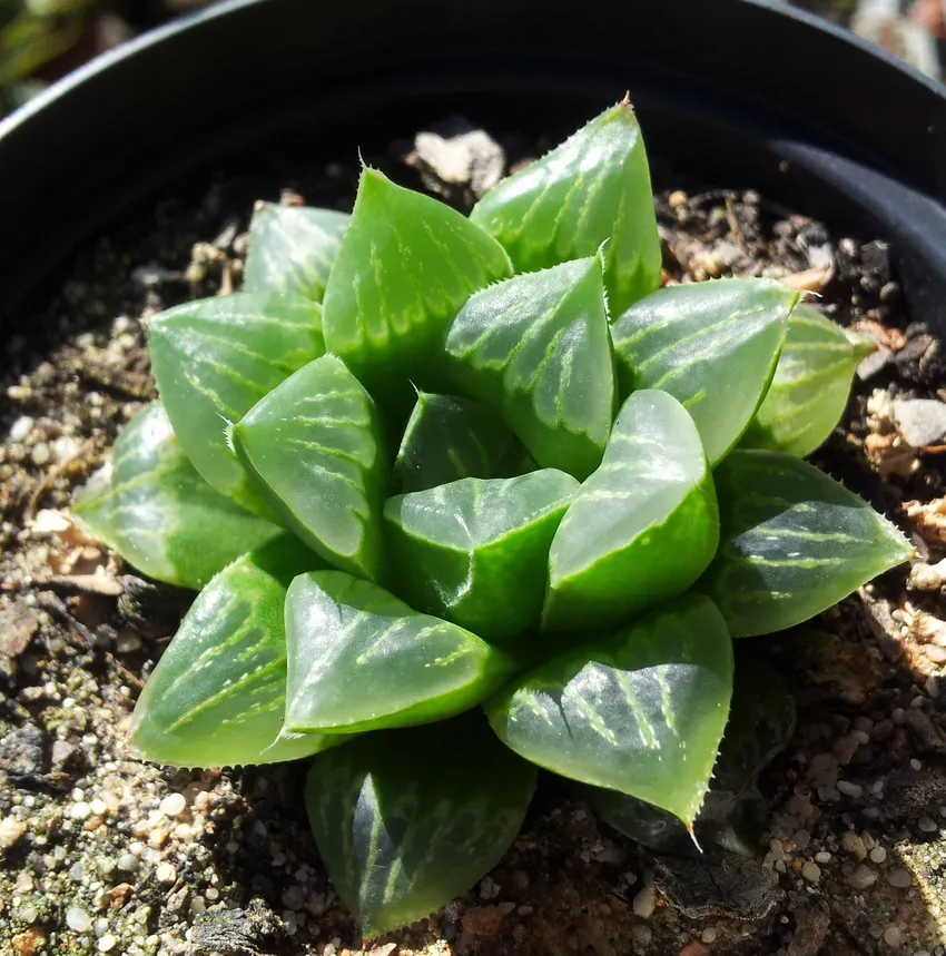 haworthia retusa plant showing characteristic features