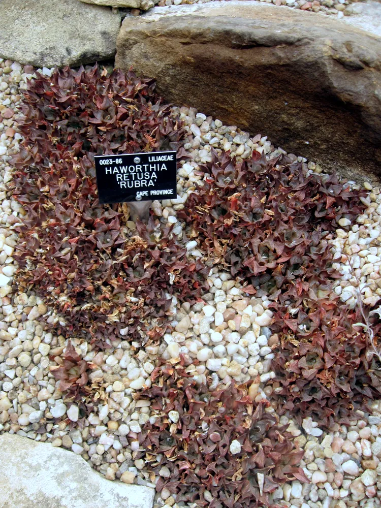 haworthia retusa plant showing characteristic features