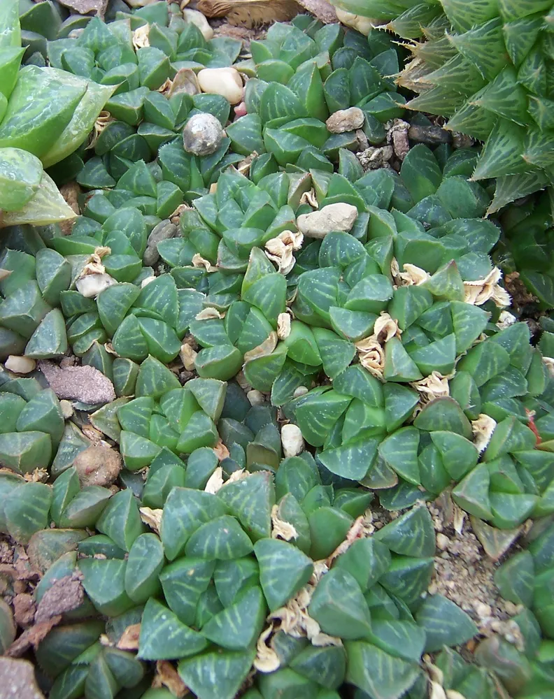 haworthia retusa plant showing characteristic features