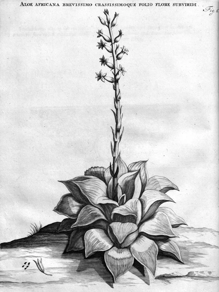 haworthia retusa plant showing characteristic features