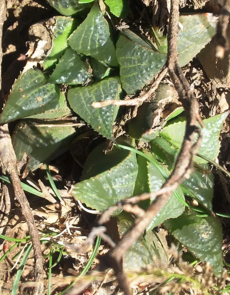 haworthia retusa plant showing characteristic features