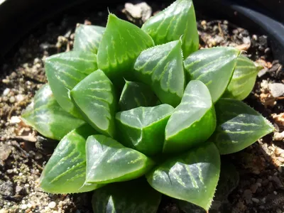 thumbnail haworthia retusa