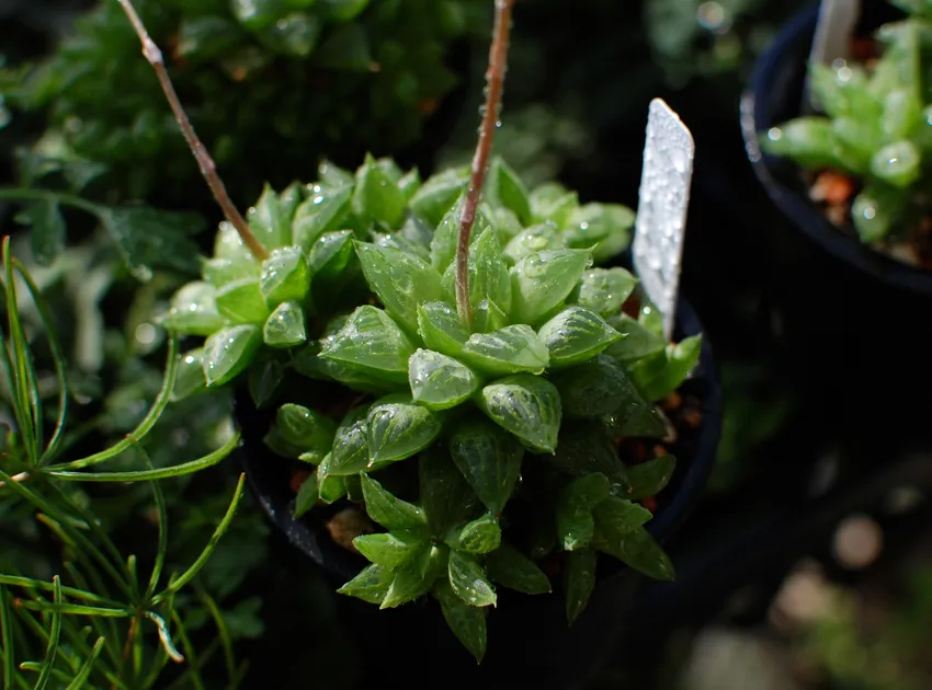 haworthia turgida plant showing characteristic features
