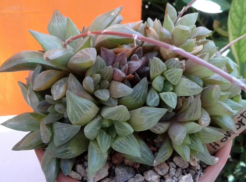haworthia turgida plant showing characteristic features