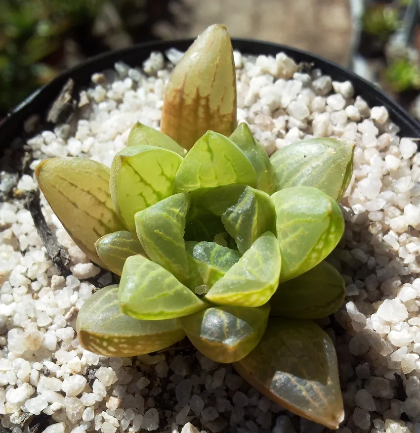 haworthia turgida plant showing characteristic features