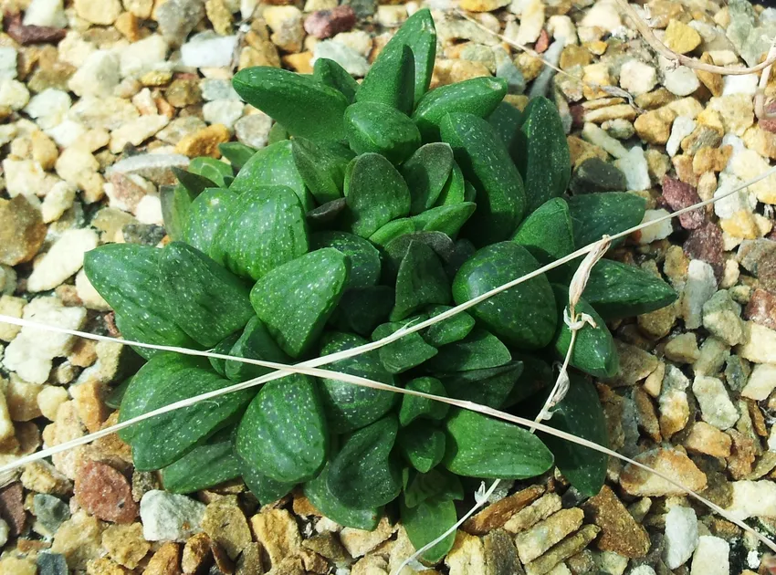 haworthia turgida plant showing characteristic features
