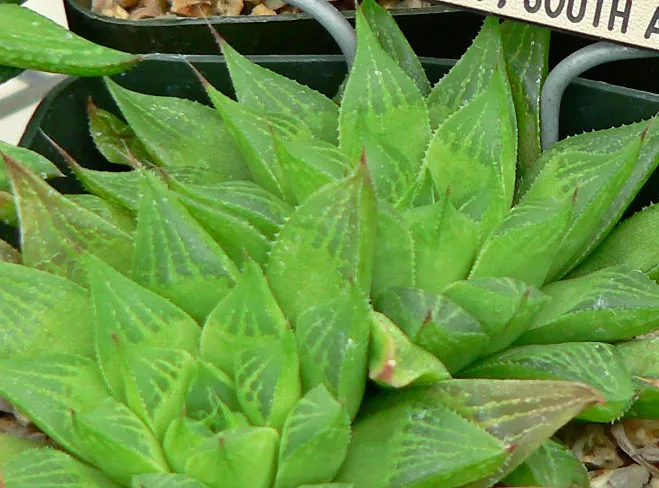 haworthia turgida plant showing characteristic features