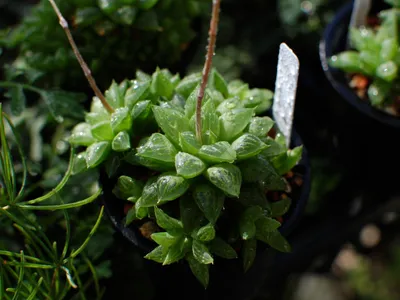 thumbnail haworthia turgida