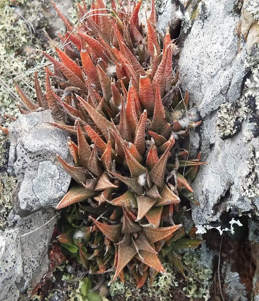 haworthia venosa plant showing characteristic features
