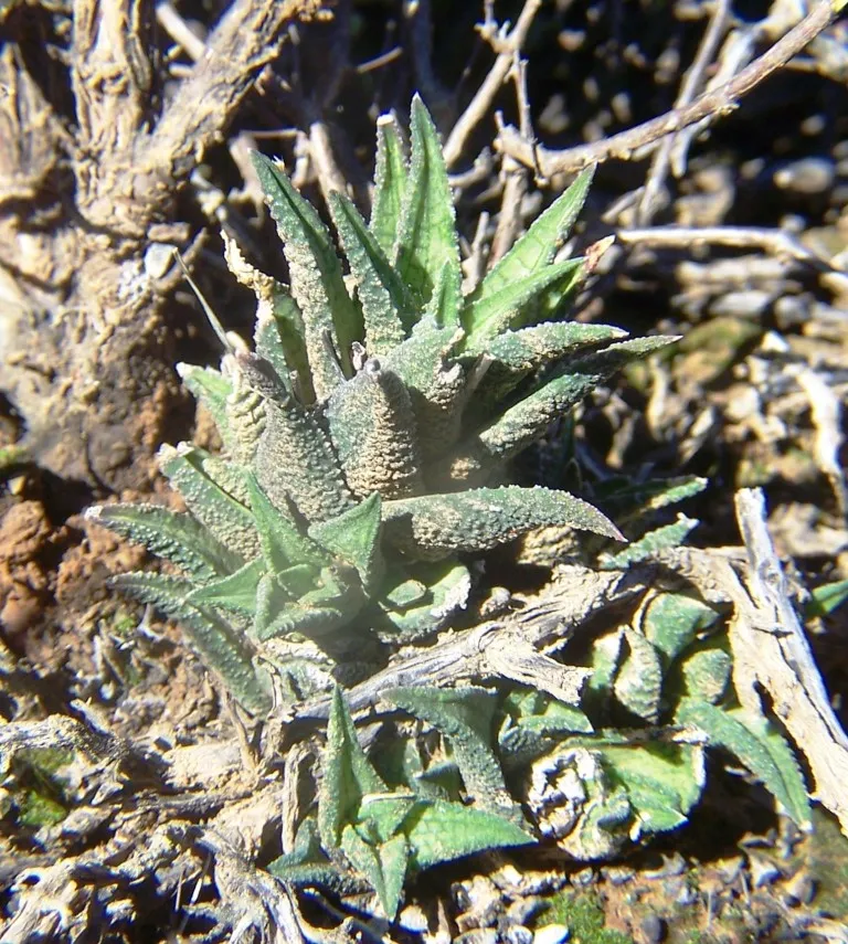 haworthia venosa plant showing characteristic features