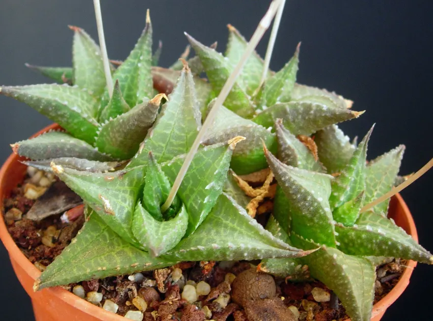 haworthia venosa plant showing characteristic features