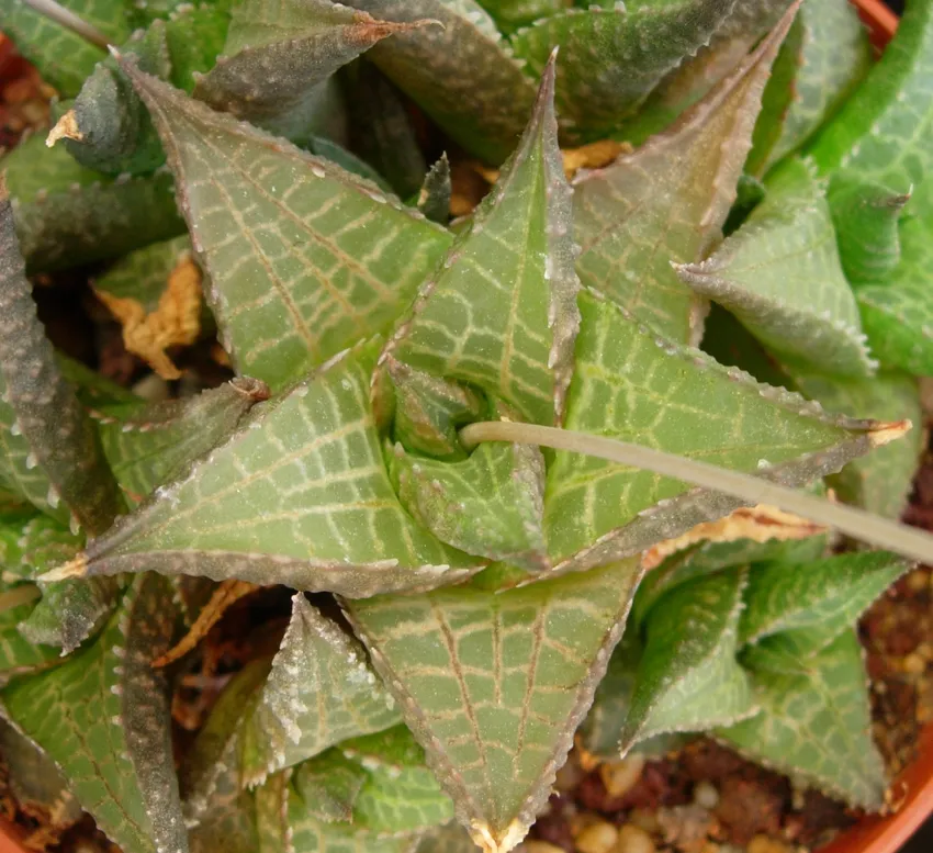 haworthia venosa plant showing characteristic features