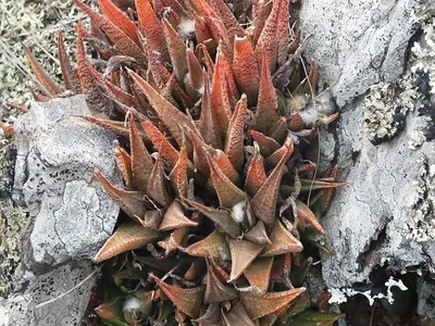 thumbnail haworthia venosa