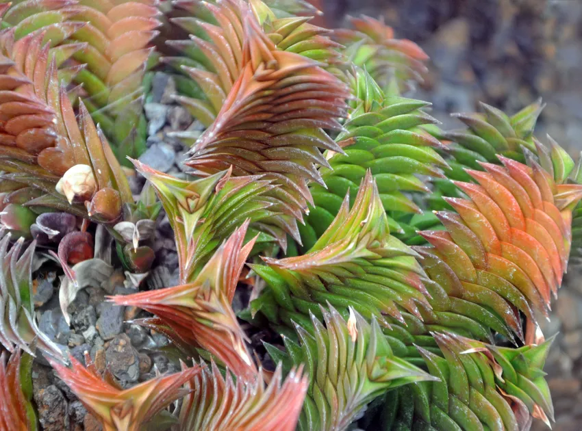 haworthia viscosa plant showing characteristic features