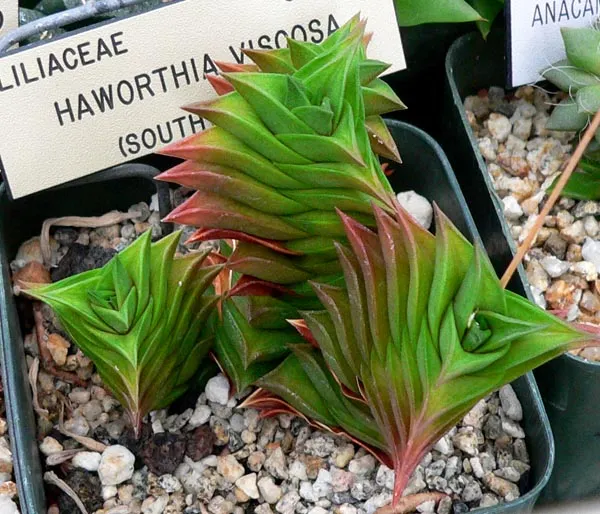 haworthia viscosa plant showing characteristic features