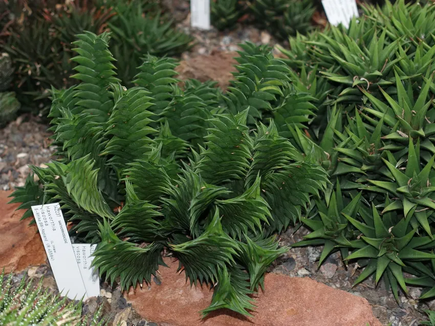 haworthia viscosa plant showing characteristic features