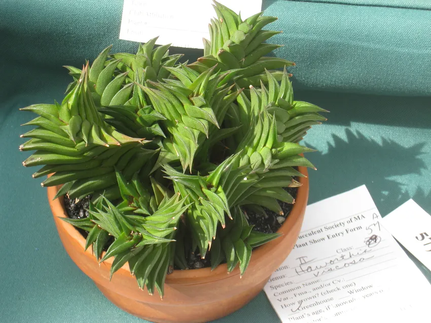 haworthia viscosa plant showing characteristic features