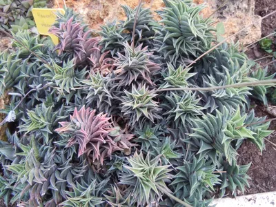 thumbnail haworthia viscosa