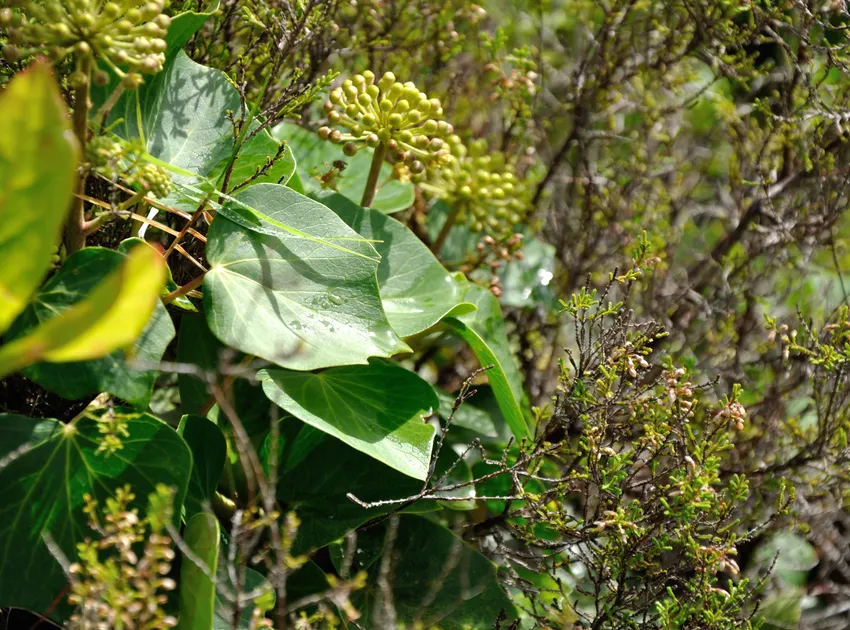 Plante hedera azorica montrant ses caractéristiques typiques
