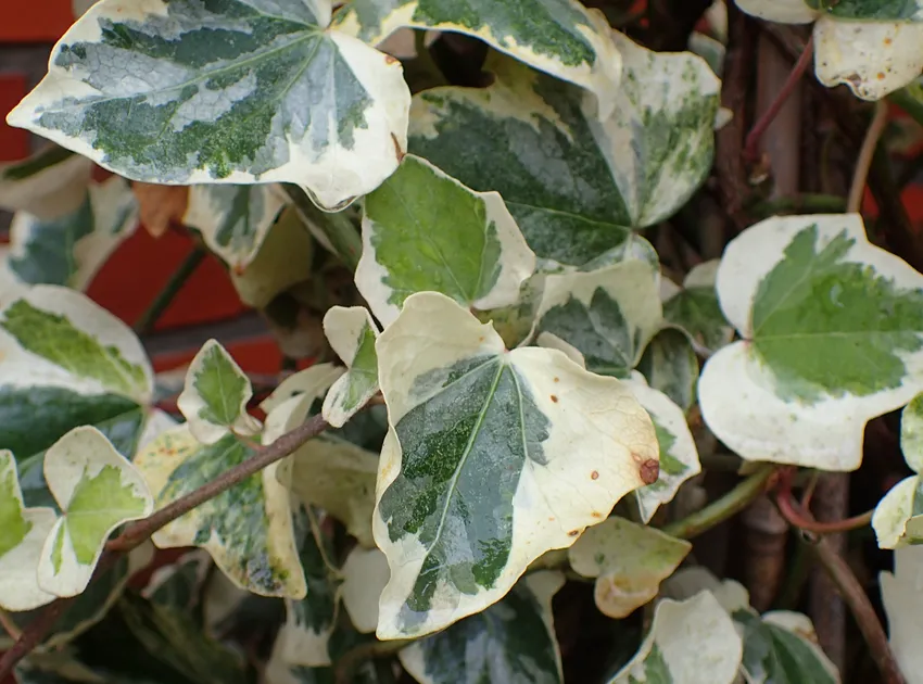 Plante hedera azorica montrant ses caractéristiques typiques