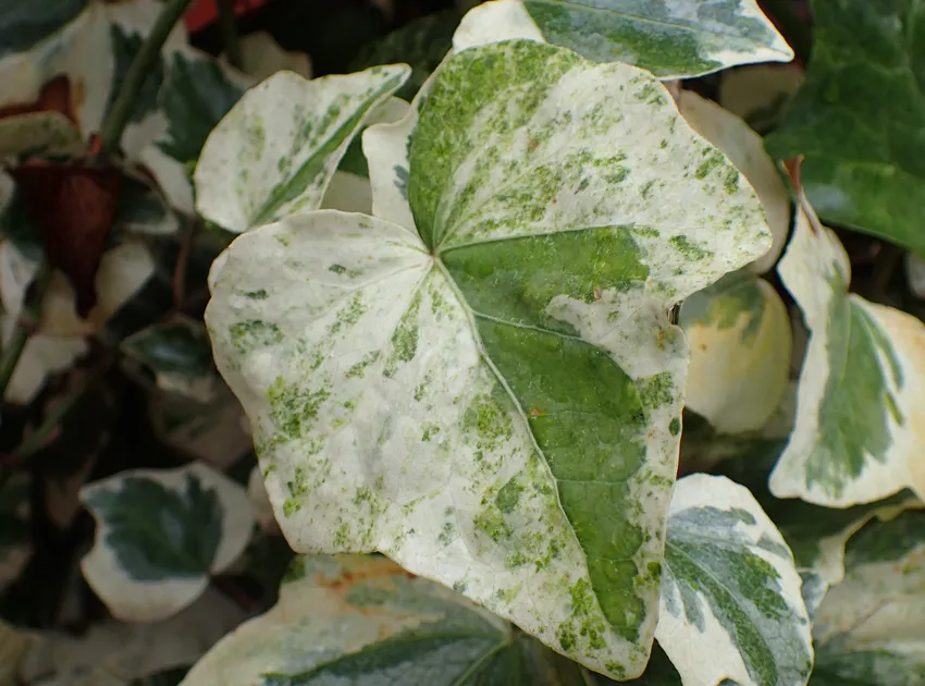Plante hedera azorica montrant ses caractéristiques typiques