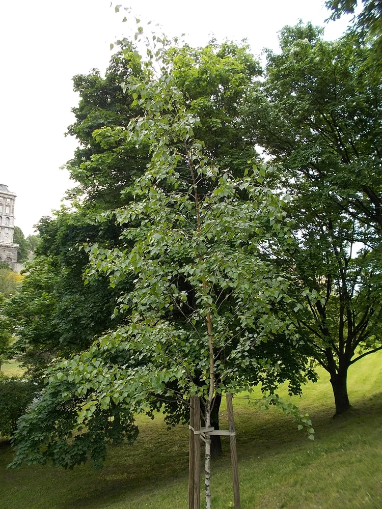 Plante hedera azorica montrant ses caractéristiques typiques