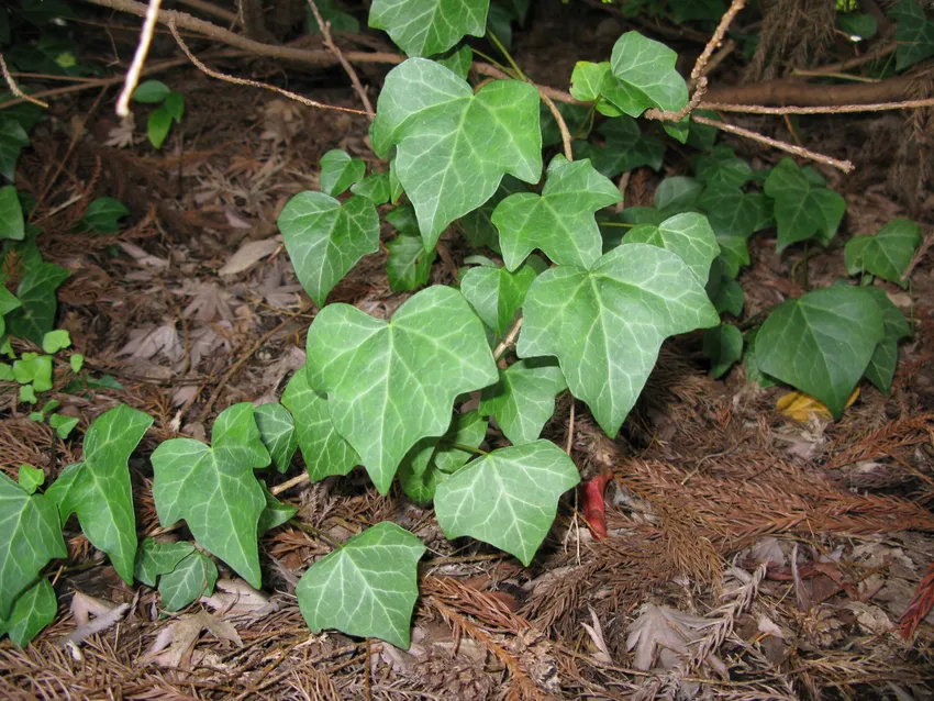 Plante hedera rhombea montrant ses caractéristiques typiques