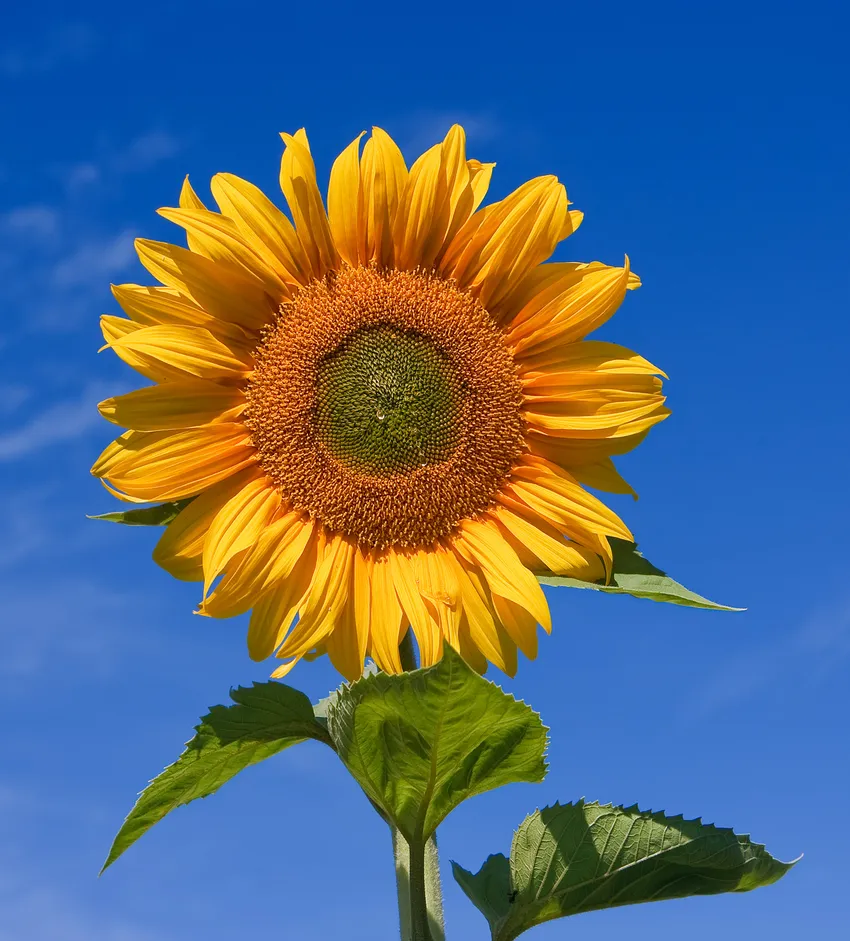 Plante helianthus annuus montrant ses caractéristiques typiques